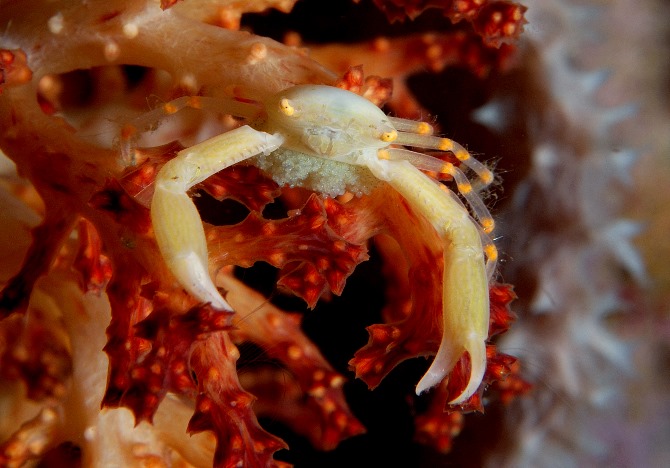 04 Softcoral Crab.jpg